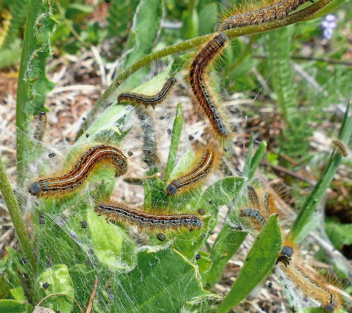 Lutte biologique à Saint-Etienne